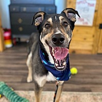 adopt a pet