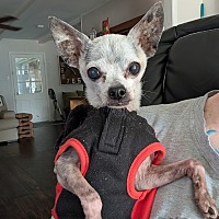adopt a pet