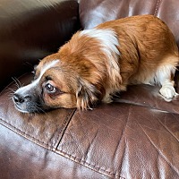 adopt-pet