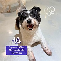 adopt a pet