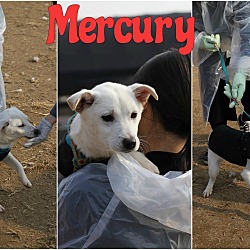 Thumbnail photo of Mercury #3