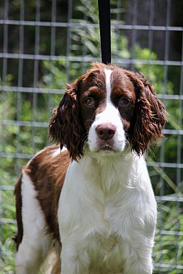Springer spaniel rescue near me hotsell