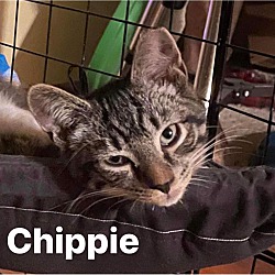 Thumbnail photo of Chippie #2