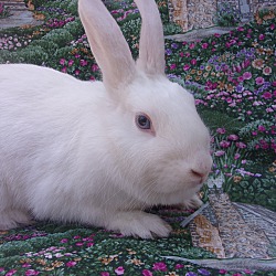 Photo of Monarch