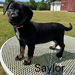 Thumbnail photo of Saylor #1