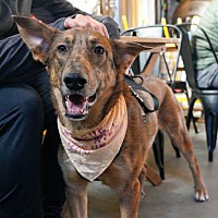 adopt a pet
