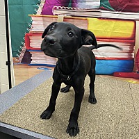 adopt a pet