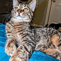 adopt a pet