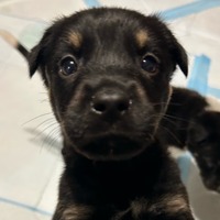 adopt-pet