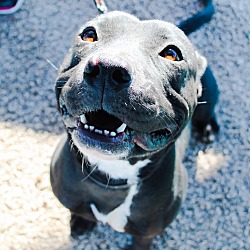 Available Pets At Humane Society Of Odessa In Odessa Texas