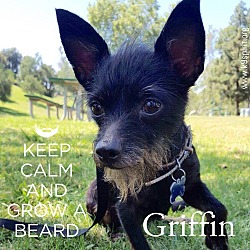 Thumbnail photo of Griffin #1