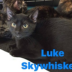 Thumbnail photo of Luke Skywhiskers #3