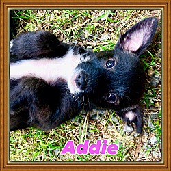 Thumbnail photo of Addie #1