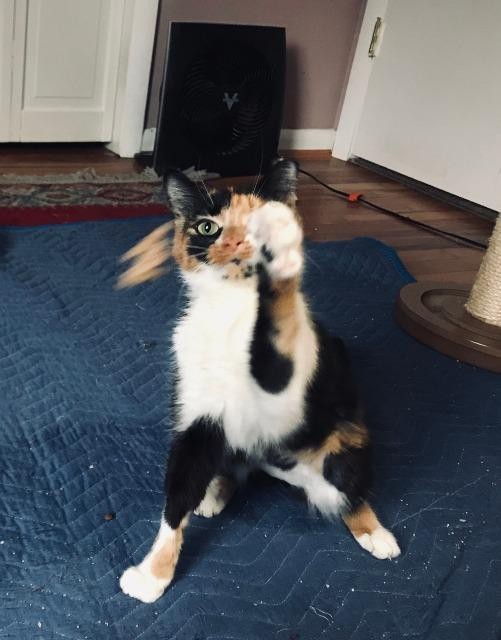 Cincinnati Oh Domestic Shorthair Meet My Sharona A Pet For