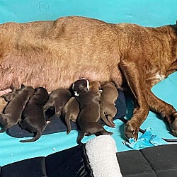 Photo of Billie + 9 pups