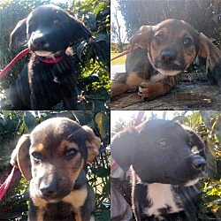 Photo of Beagle mix pups