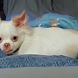 Thumbnail photo of Little Ernie. Urgently needs foster or adopter #1