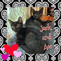 Photo of Jack and Ace