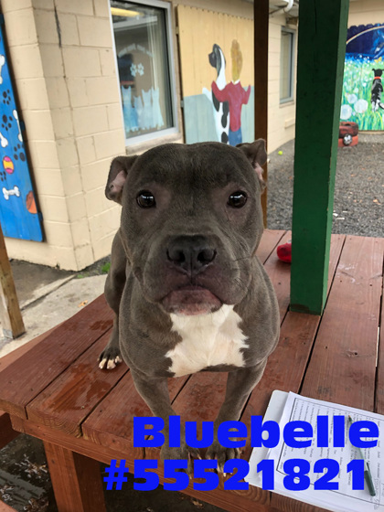 Photo of Bluebelle