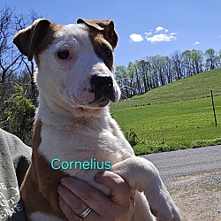 Photo of Cornelious
