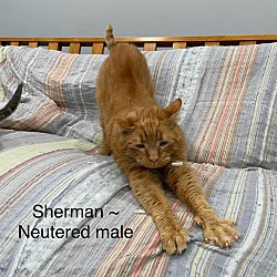 Photo of Sherman