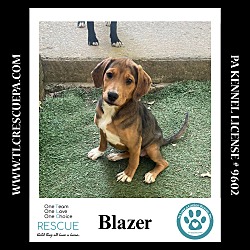 Thumbnail photo of Blazer (Chevy's Pup) 090724 #1