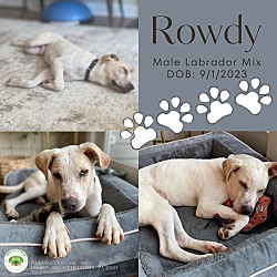 Thumbnail photo of Rowdy #1