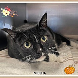 Thumbnail photo of Miesha (fta) #1