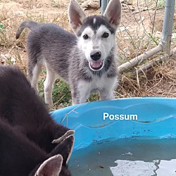 Thumbnail photo of Possum #1