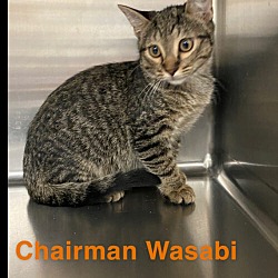 Thumbnail photo of Chairman Wasabi #1