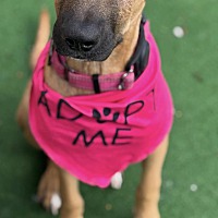 adopt a pet