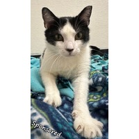 adopt-pet