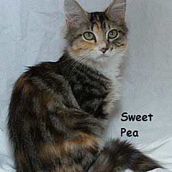 Thumbnail photo of Sweet Pea B #2