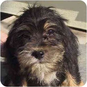 schnauzer cocker spaniel poodle mix