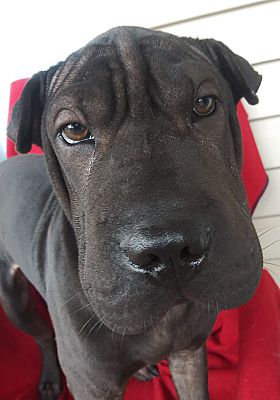 dudley shar pei