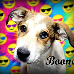 Thumbnail photo of Boone~adopted! #3