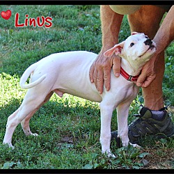 Thumbnail photo of Linus #4