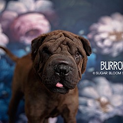 Photo of Burrow