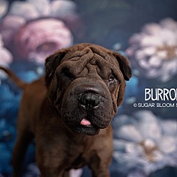 Thumbnail photo of Burrow #1