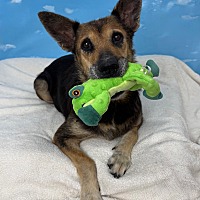 adopt a pet