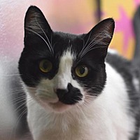 adopt a pet