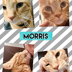 Photo of Morris
