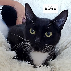 Photo of Elvira