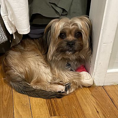 Thornwood, NY - Yorkie, Yorkshire Terrier/Lhasa Apso. Meet Tommy a Pet