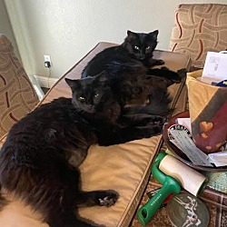 Photo of Binx and Spooky
