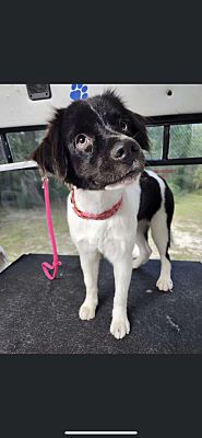 Quincy, FL - Border Collie/Boykin Spaniel. Meet Sadie a Pet for