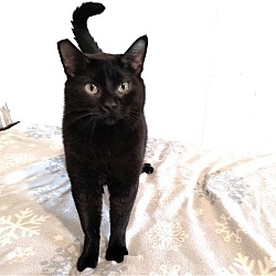 Thumbnail photo of Frisky Midnight Panther #3