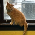 Adopt A Pet :: Catastrophe - South Haven, MI