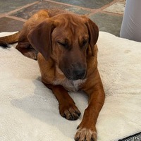 adopt-pet