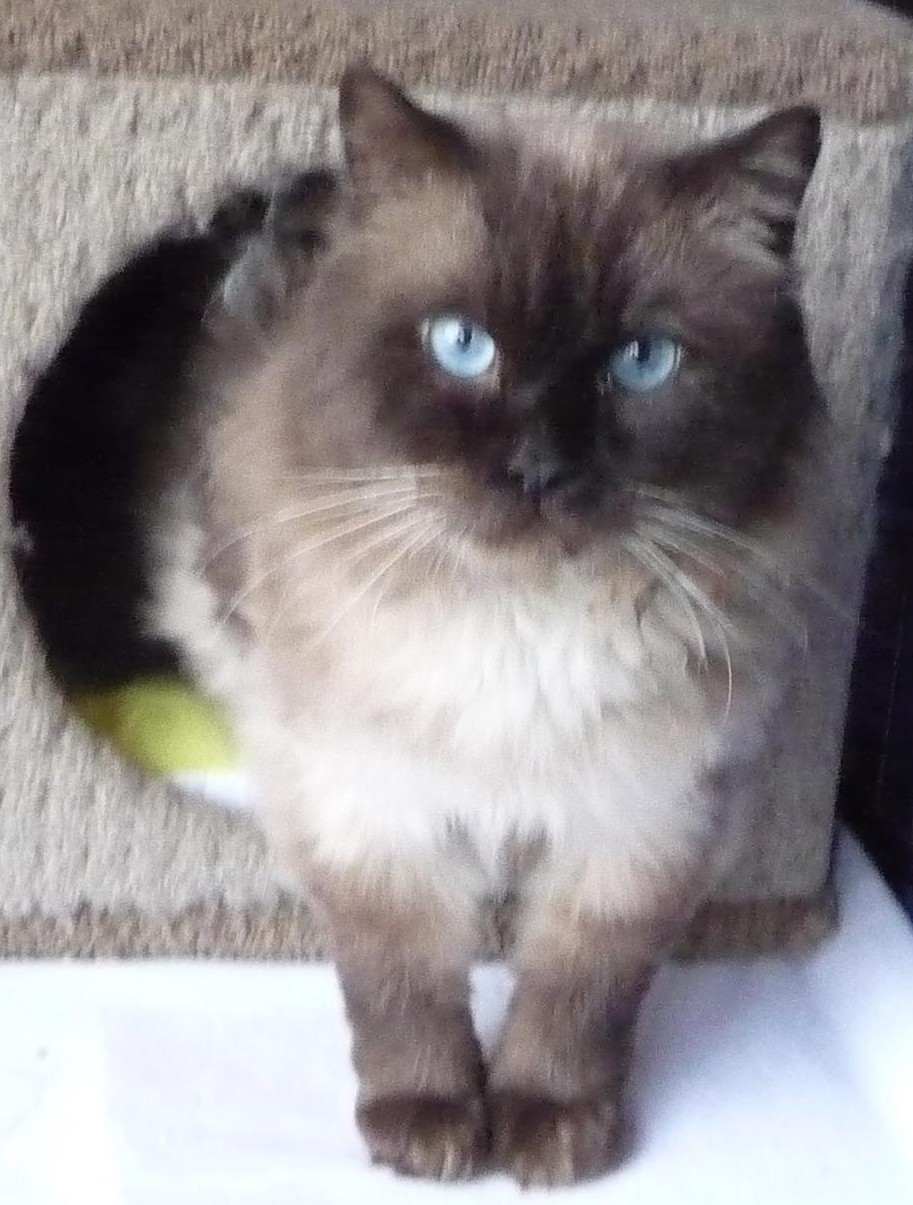 dba ragdoll